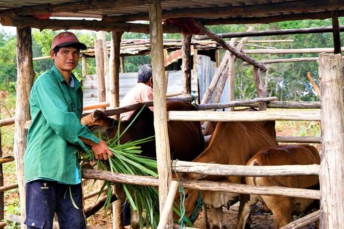 Thoát nghèo nhờ mô hình nuôi bò luân chuyển