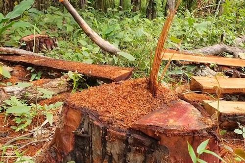 Gia Lai: Điều tra, làm rõ vụ phá rừng sản xuất quy mô lớn ở khu vực giáp ranh