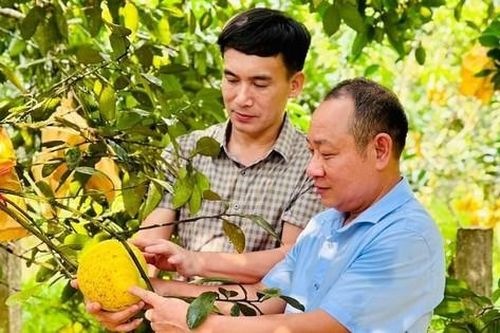 Bí quyết tiêu thụ bưởi để huyện miền núi Hà Tĩnh thu 500 tỷ, nhiều hộ thoát nghèo
