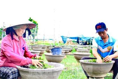 Thủ phủ hoa cúc lớn nhất miền Trung vào vụ Tết