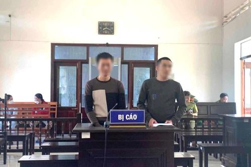 Khai thác gỗ trái phép, hai thanh niên lĩnh án