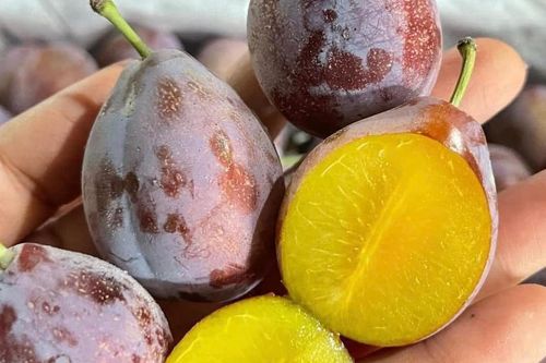 Sự thật về loại mận đường đang 'hot' nhất chợ online