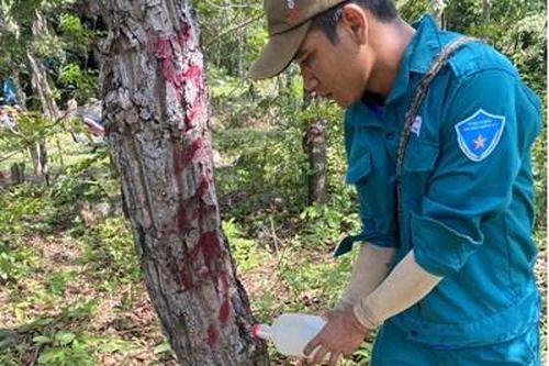 Rừng phòng hộ bị đầu độc bằng hóa chất, tỉnh Ninh Thuận yêu cầu điều tra làm rõ