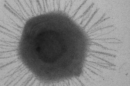 Phát hiện chủng virus mới ẩn nấp ở nơi sâu nhất thế giới