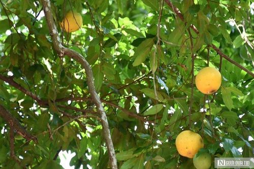 Hải Phòng: Bảo vệ rặng thị di sản nghìn năm tuổi ở Đồ Sơn