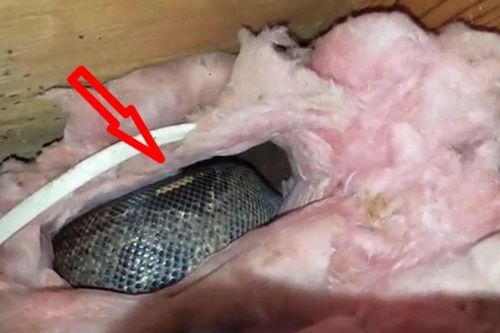 Gác mái có tiếng động suốt 4 năm, cặp vợ chồng nhìn thấy cảnh đáng sợ