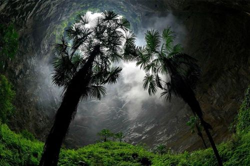 Rừng cổ đại dưới hố sâu 200 mét, có sự tồn tại của các loài động thực vật chưa từng được xác định trước đây