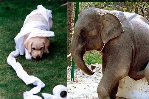 Phát hiện 'luật đi tè' của động vật
