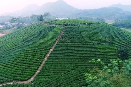 Thái Nguyên: Mở rộng diện tích chè hữu cơ tại các huyện miền núi