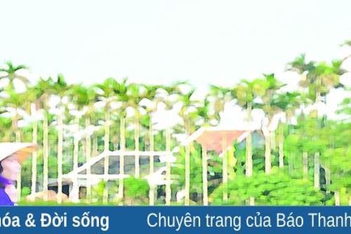 Trời mưa cho ướt lá cau