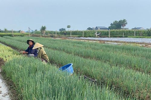 Quảng Yên: Giải bài toán sinh kế cho người dân đã nhường đất cho dự án