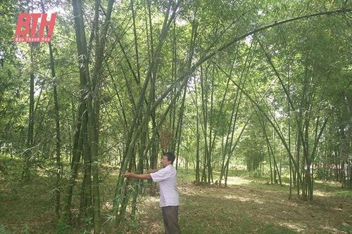 Thường Xuân tăng cường công tác bảo vệ rừng