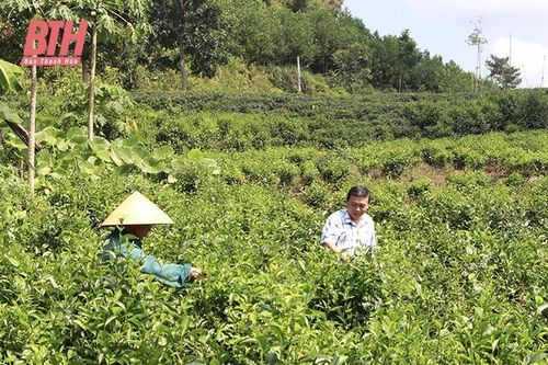Nâng cao giá trị sản phẩm chè hữu cơ Thanh Vân