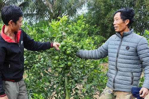 Đak Pơ phát huy hiệu quả Quỹ Hỗ trợ nông dân