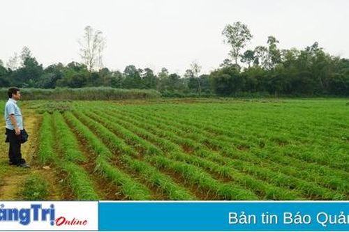 Cây ném của xã Cam Chính được chứng nhận đạt tiêu chuẩn VietGAP