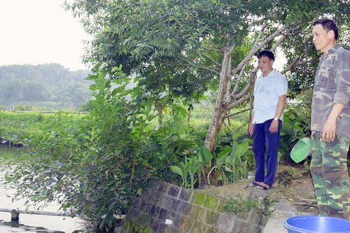 Chuyển đổi trên 4.600ha đất lúa kém hiệu quả sang loại cây trồng khác
