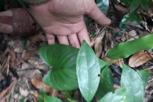 Lựa chọn loài và sản phẩm dược liệu phù hợp điều kiện ở Nam Đông