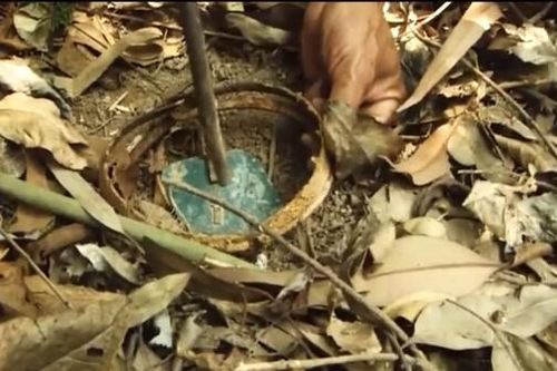 Đà Nẵng: Phát hiện và tháo gỡ nhiều bẫy thú tại bán đảo Sơn Trà