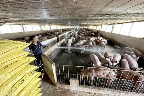 Yêu cầu 4 doanh nghiệp FDI bị tạm dừng chăn nuôi tại 328 cơ sở chưa có giấy phép về môi trường
