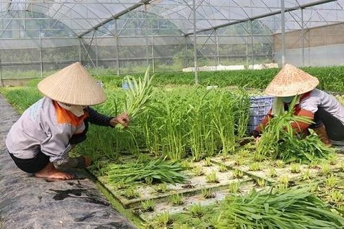 Xây dựng NTM từ sự gắn kết giữa nông thôn và đô thị