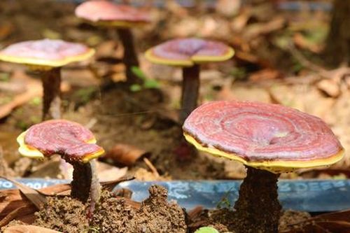 Cùng HTX trồng nấm linh chi dưới tán rừng mang lại cơ hội thoát nghèo cho người dân Tuy Đức