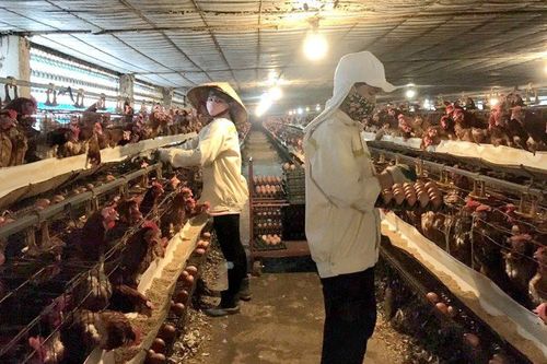 Huyện Hoài Đức: Chú trọng phòng, chống dịch bệnh cho đàn vật nuôi