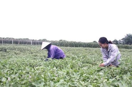 Phúc Thọ xây dựng 8 chuỗi liên kết sản xuất - tiêu thụ trong nông nghiệp