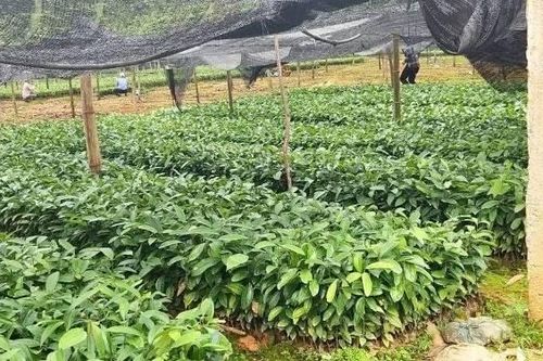 Nam Trà My – Quảng Nam: Trồng cây dược liệu bản địa để người dân thoát nghèo