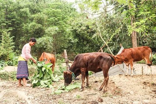 'Phao cứu sinh' của đồng bào dân tộc thiểu số