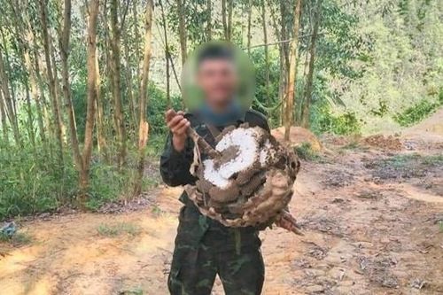 Đi săn mật ong, nam thanh niên chết trong rừng