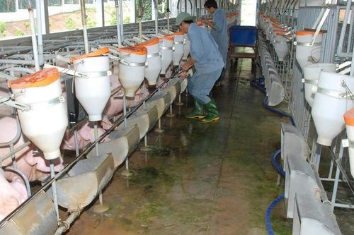 Kinh tế tuần hoàn, lời giải cho bài toán môi trường trong chăn nuôi