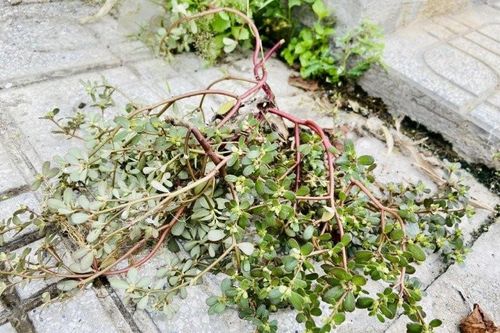 Loại cây được gọi là rau trường thọ, làm thuốc chữa nhiều bệnh