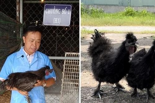 Chọn tạo giống thành công hai dòng gà Hắc Phong