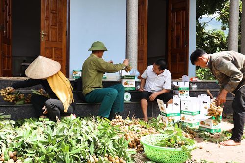 Người dân vùng biên giới Sông Mã thoát nghèo nhờ trồng nhãn