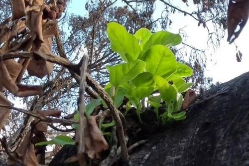 Hawaii: Cây đa cổ thụ 150 tuổi ra chồi non sau vụ cháy rừng kinh hoàng
