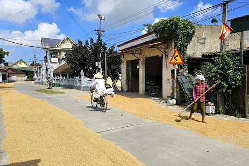 Thanh Hóa: Hiểm họa rình rập từ việc phơi lúa, rơm rạ trên đường
