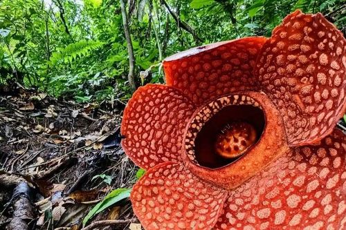 Loài hoa lớn nhất thế giới có nguy cơ tuyệt chủng