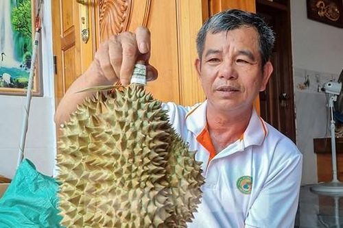 Nông dân 'hái ra tiền' nhờ giá sầu riêng phi mã