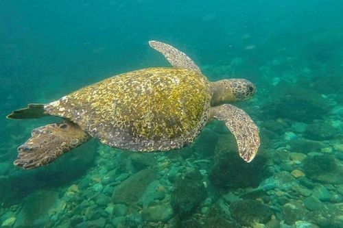 Gần 70 nước ký hiệp ước lịch sử về bảo vệ biển cả