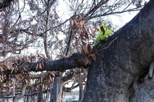 Cây đa 150 năm tuổi tại Hawaii hồi sinh sau vụ cháy rừng kinh hoàng