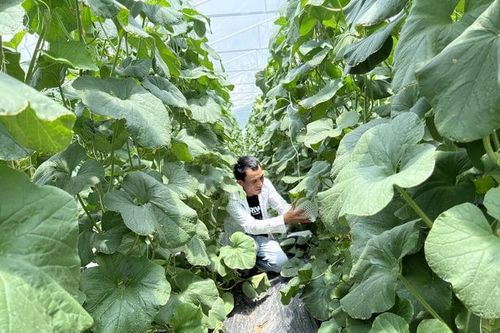 Agribank góp phần phát triển nông nghiệp công nghệ cao tại Ninh Thuận