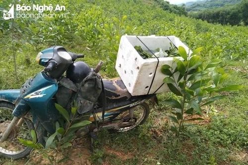 Nhận định ban đầu về nguyên nhân khiến nam thanh niên Nghệ An đi săn ong bị tử vong
