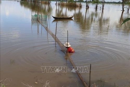 Báo động tình trạng tận diệt cá con tại Đồng Tháp