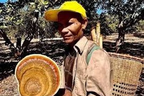Đồng Nai: Tìm thấy xác người đàn ông nghi đi lạc trong rừng Cát Tiên