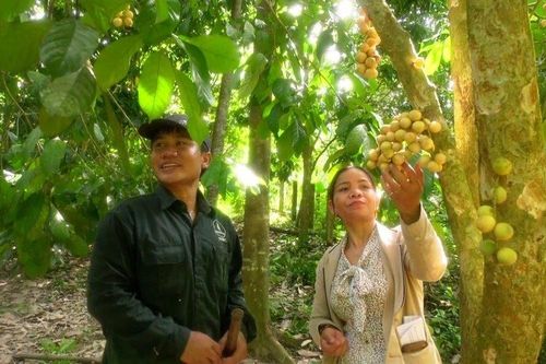 Quảng Nam: Nhiều nông dân phấn khởi vì lòn bon được mùa, được giá