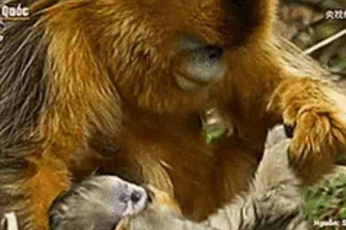 Cảm động hình ảnh khỉ mẹ tiễn con lần cuối
