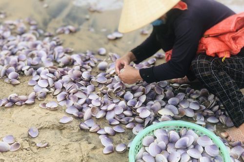 'Lộc trời' dạt vào bờ biển, bà con Hà Tĩnh đổ xô đi nhặt thu tiền triệu mỗi ngày