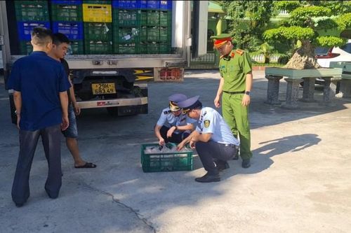 Nghệ An: Xử lý 8 tấn thịt gà đông lạnh vi phạm an toàn thực phẩm