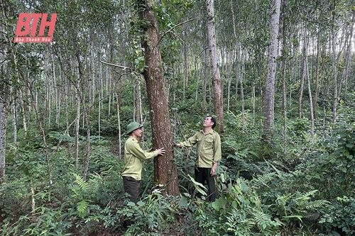 Trồng mới rừng bằng cây nuôi cấy mô góp phần nâng cao chất lượng rừng trồng