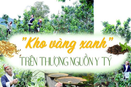 'Kho vàng xanh' trên thượng nguồn Y Tý